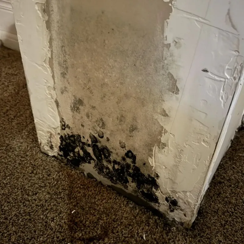 Professional Mold Removal in Florissant, MO